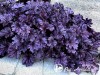 Alūnė ,Forever Purple' (lot. Heuchera) Alūnė ,Forever Purple' (lot. Heuchera)
